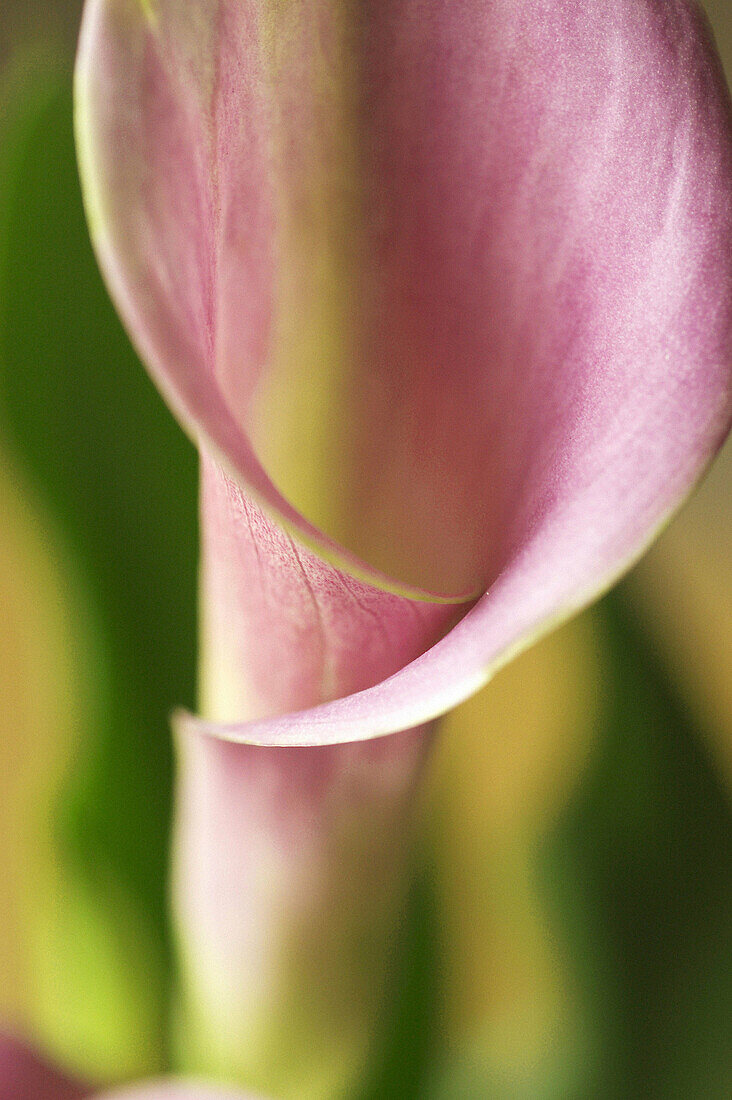 Calla Lily (Zantedeschia sp.)