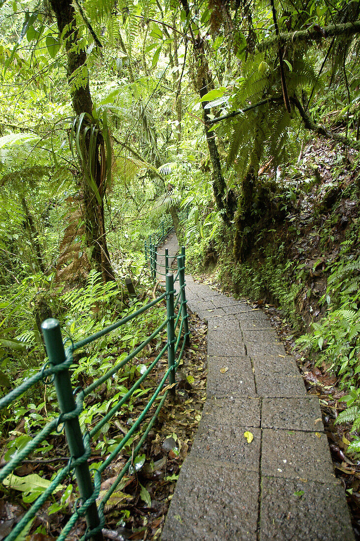 Rainforest path, Costa Rica