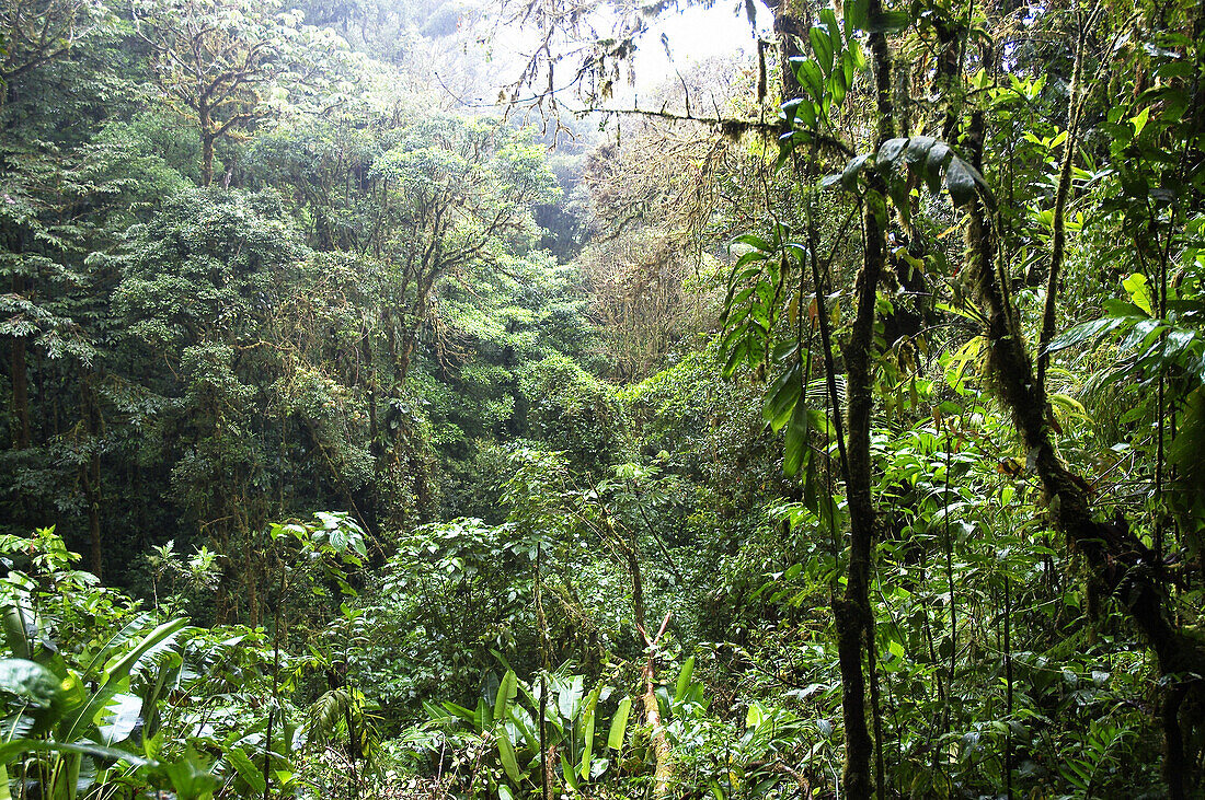 Rain forest, Costa Rica