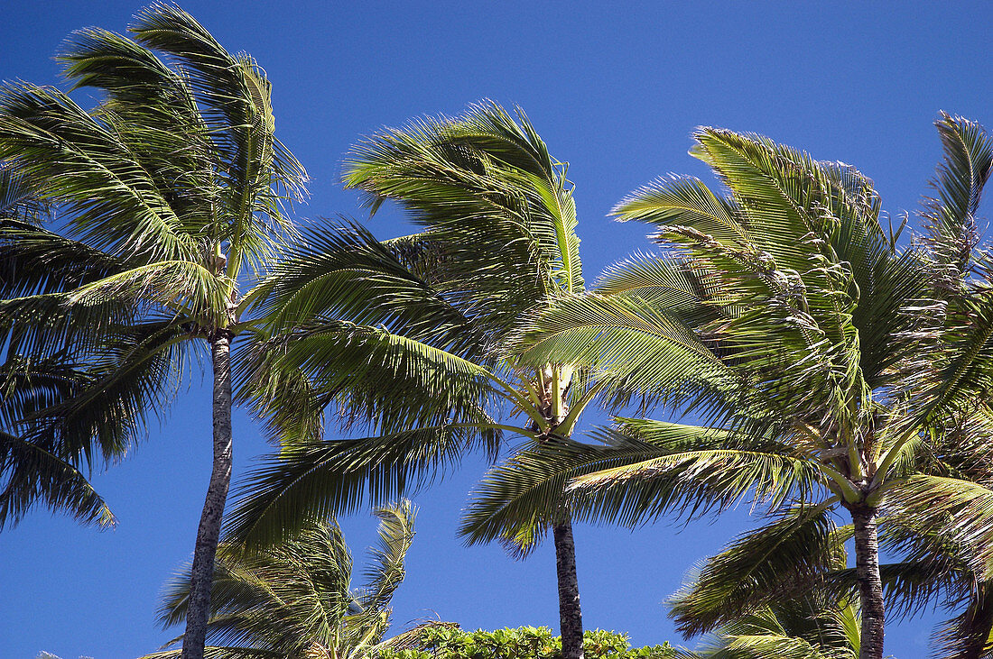 wind on Palm trees, Hawaii. USA