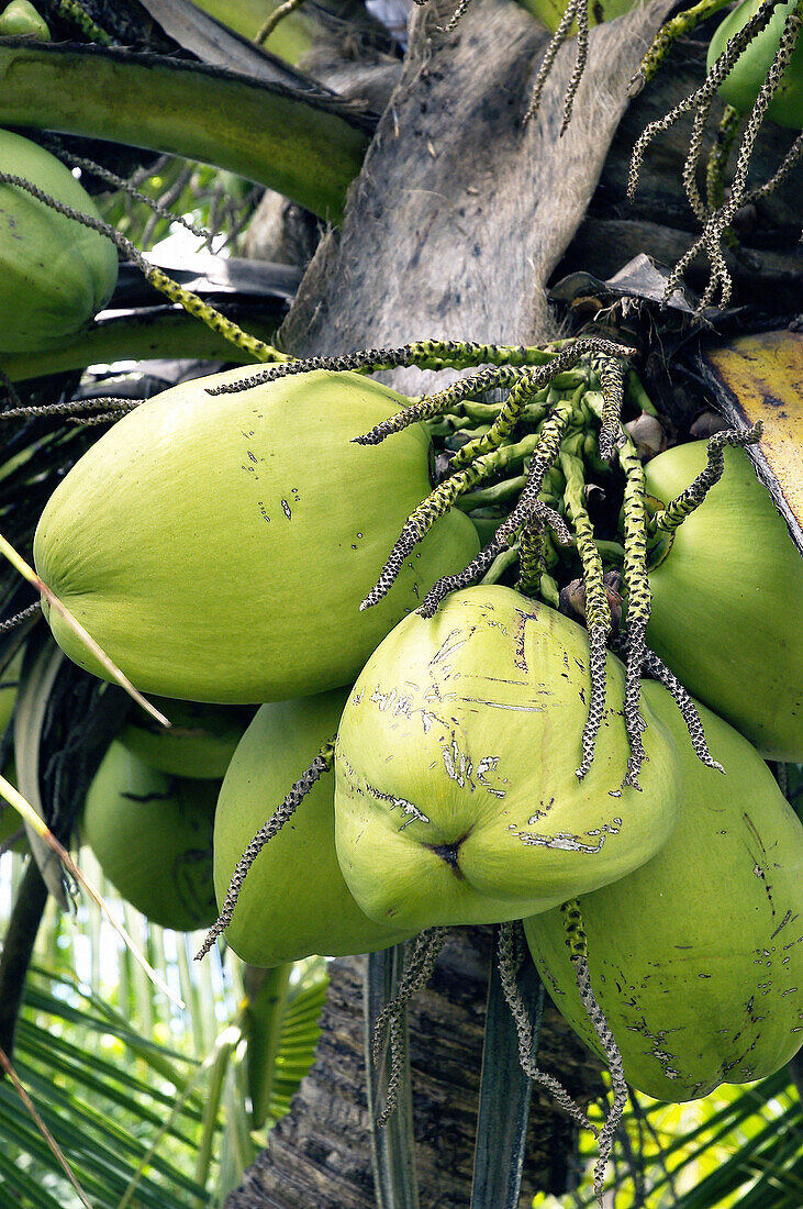 Coconuts on tree