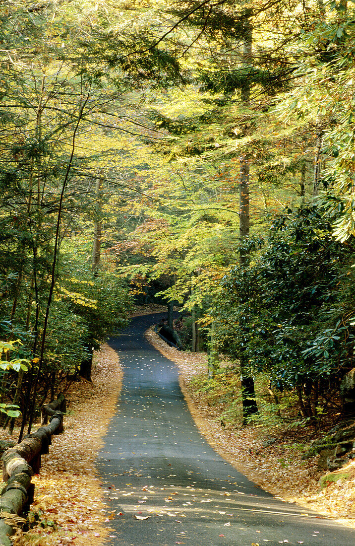 Road thru autumn trees and leaves. Hickory Run State Park, Pennsylvania. USA