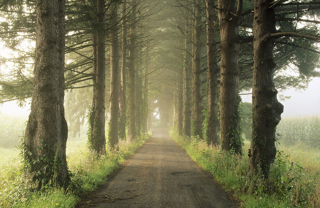 Straight road through lined pine trees.