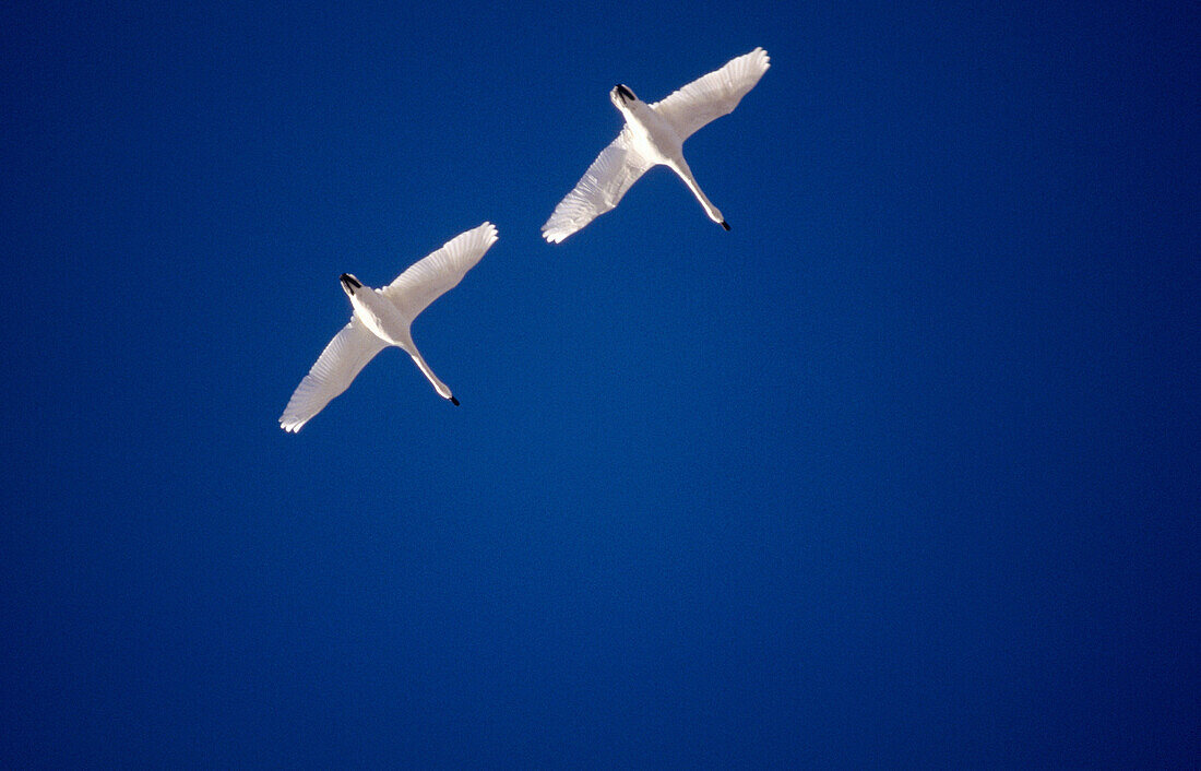 Two tundra swans in flight.
