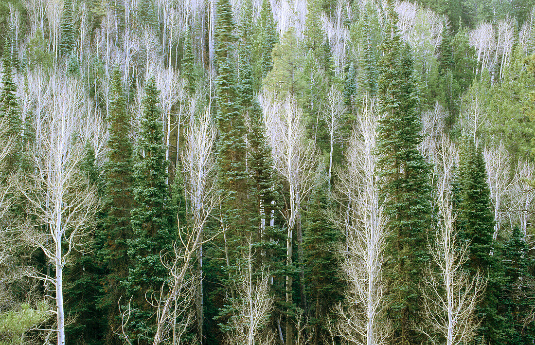 Pine and aspen trees. USA