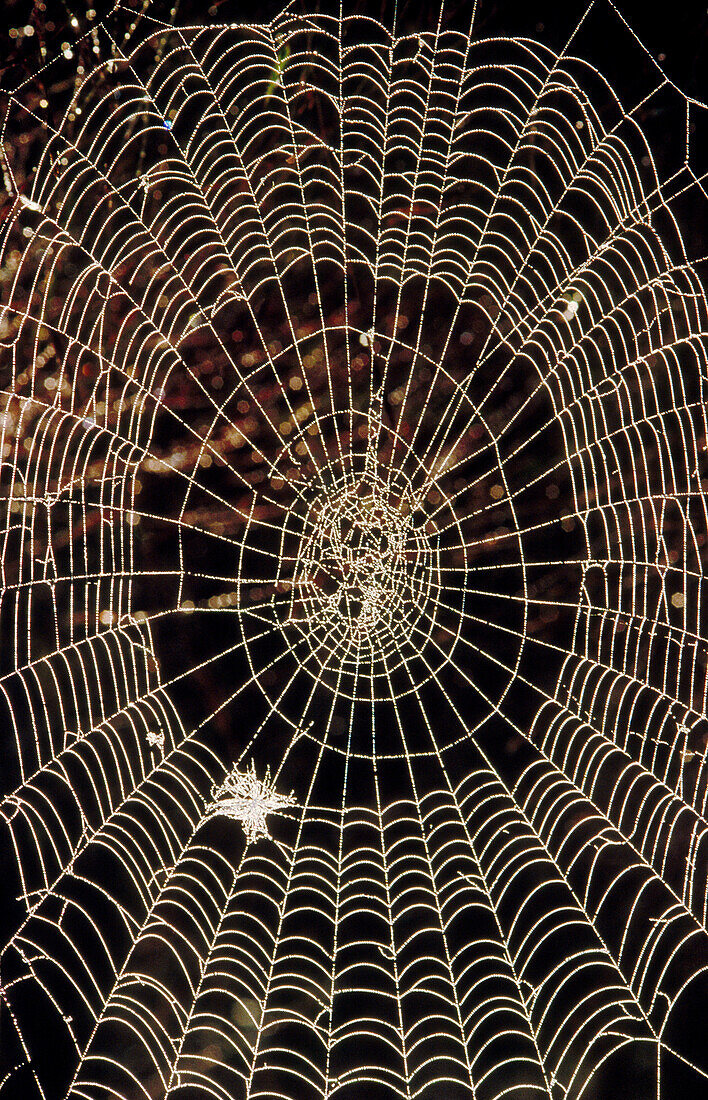 Spider web with dew