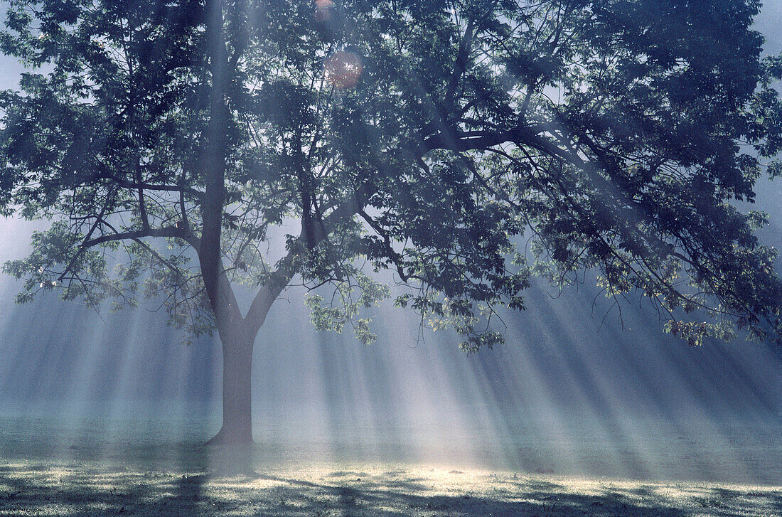 Sunrays shining through a lone tree