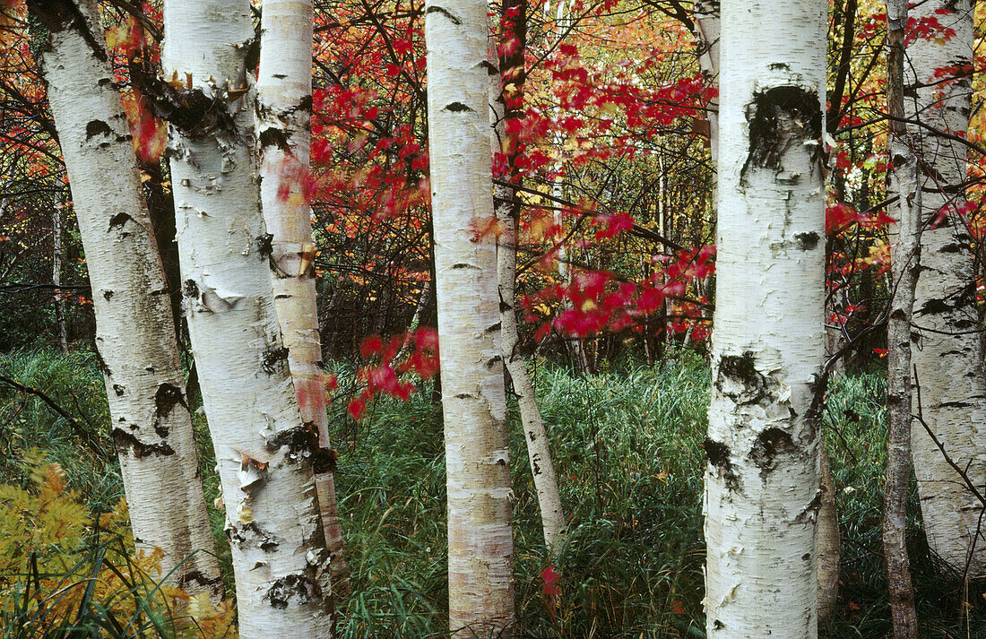 Birch trees in fall