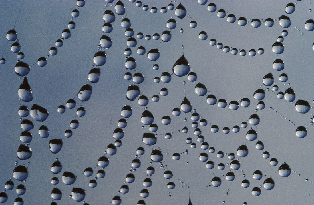 Dew drops hanging on a spider web