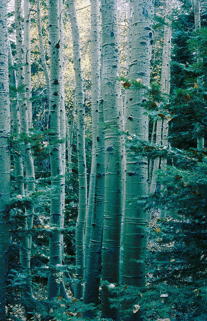 Aspen trees