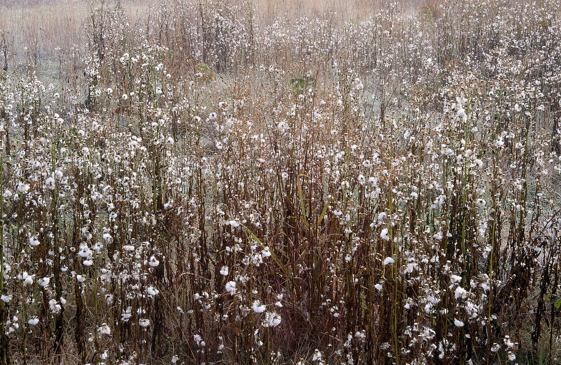 Thistles covered with frost in a field