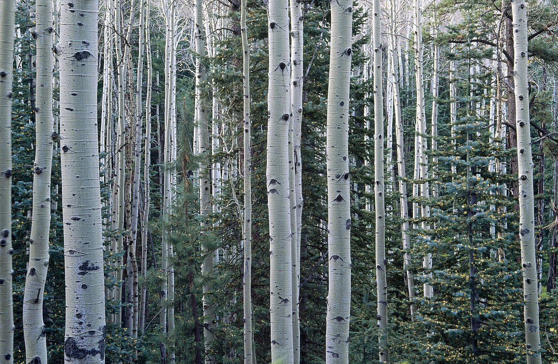 Aspen trees and pines
