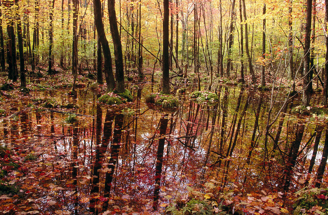 Swamp in autumn with trees reflections