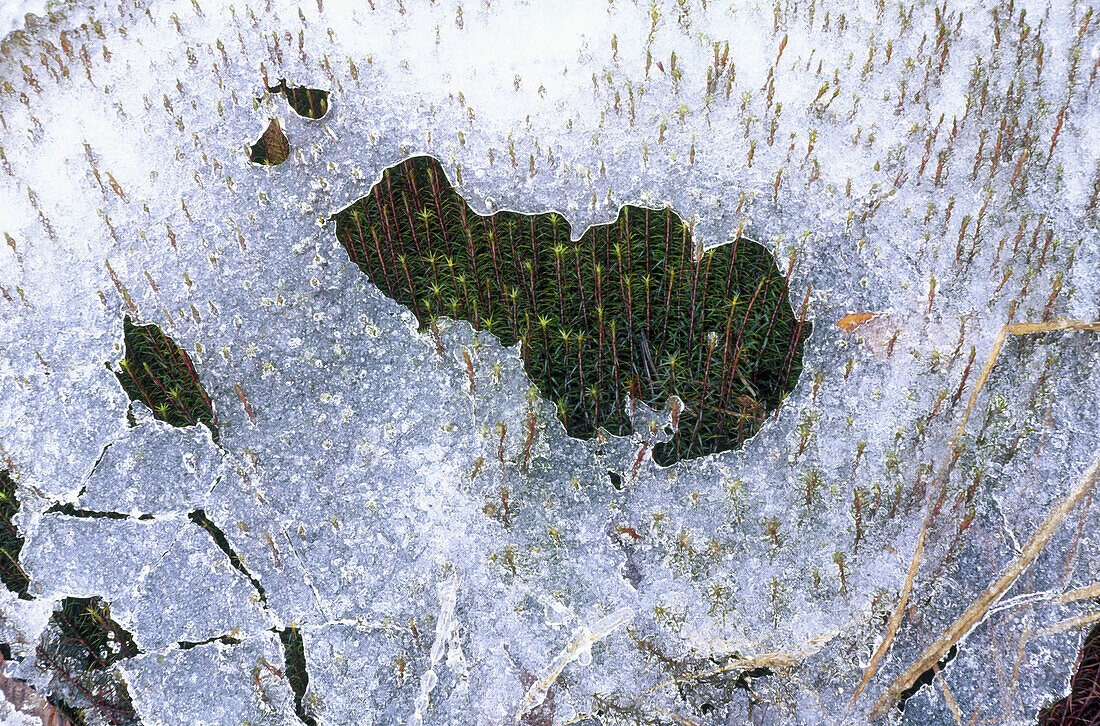 Ice formations, cracked around green moss
