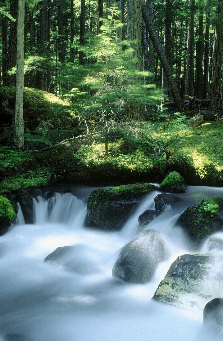 Waterfalls cascading through trees