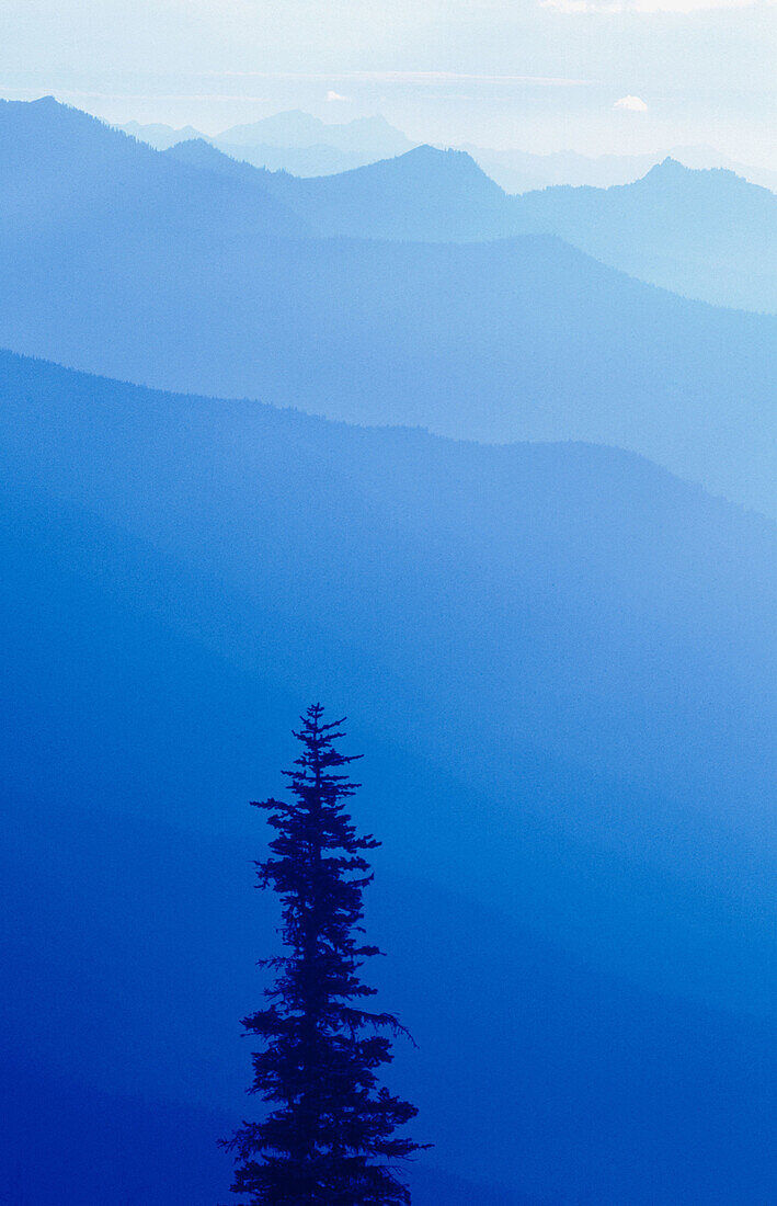 Lone pine tree against mountains