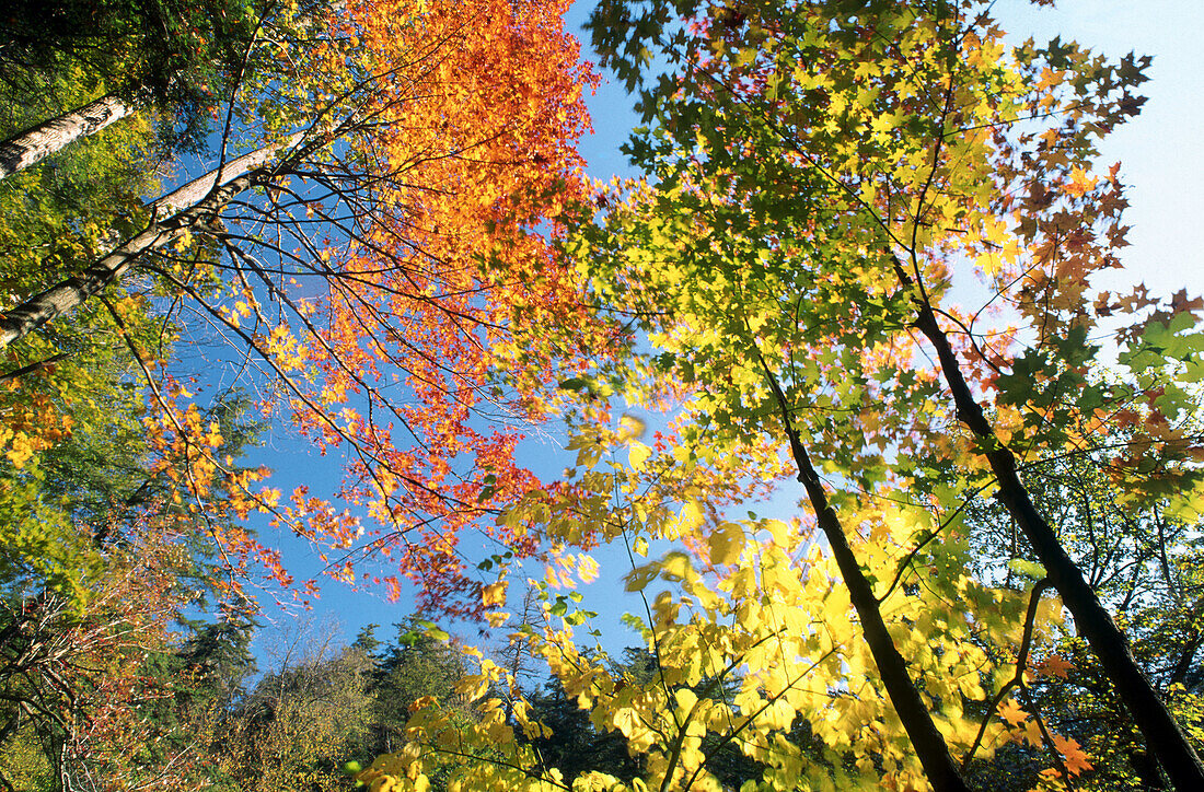 Trees, in autumn, looking upwards