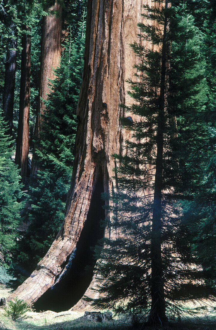 Sequoia trees, Yosemite N.P., USA