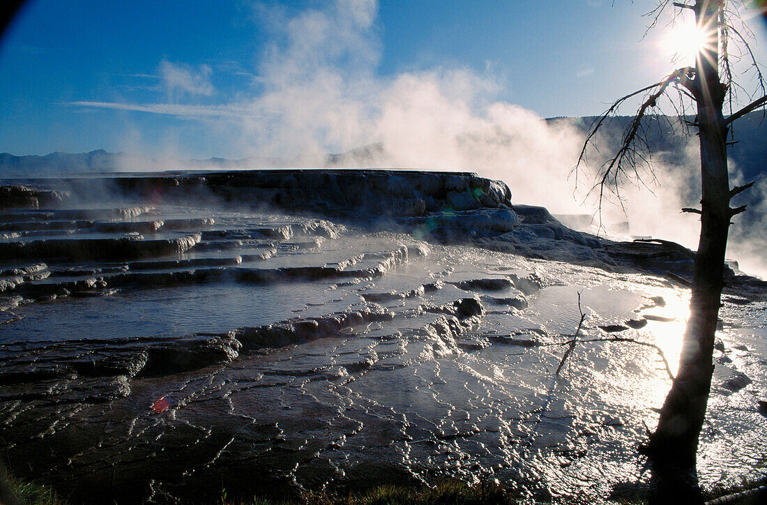 Geyser steam and sun and tree and rocks