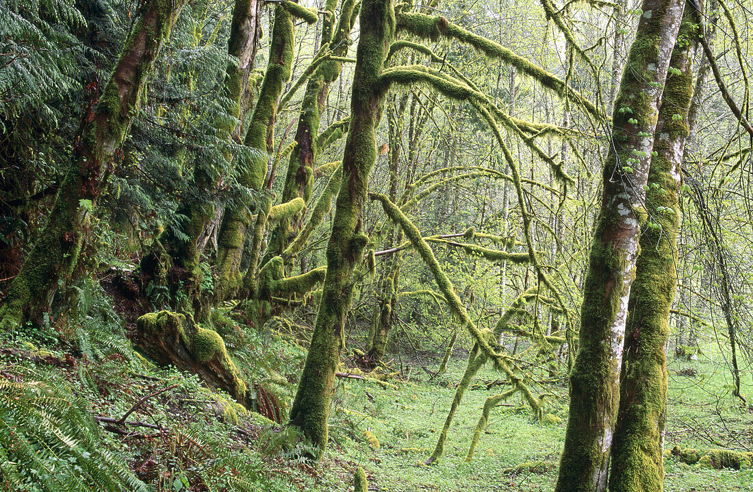 Green mossy trees in a forest