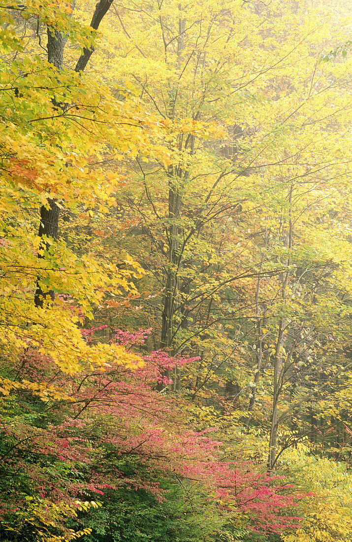  Background, Backgrounds, Canopy, Color, Colour, Daytime, Exterior, Foliage, Forest, Forests, Natural background, Natural backgrounds, Nature, Outdoor, Outdoors, Outside, Plant, Plants, Scenic, Scenics, Tree, Trees, Vegetation, Woods, Yellow, E43-591166, 