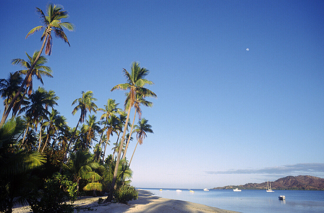 Palm trees at Malololailai Island. Fiji