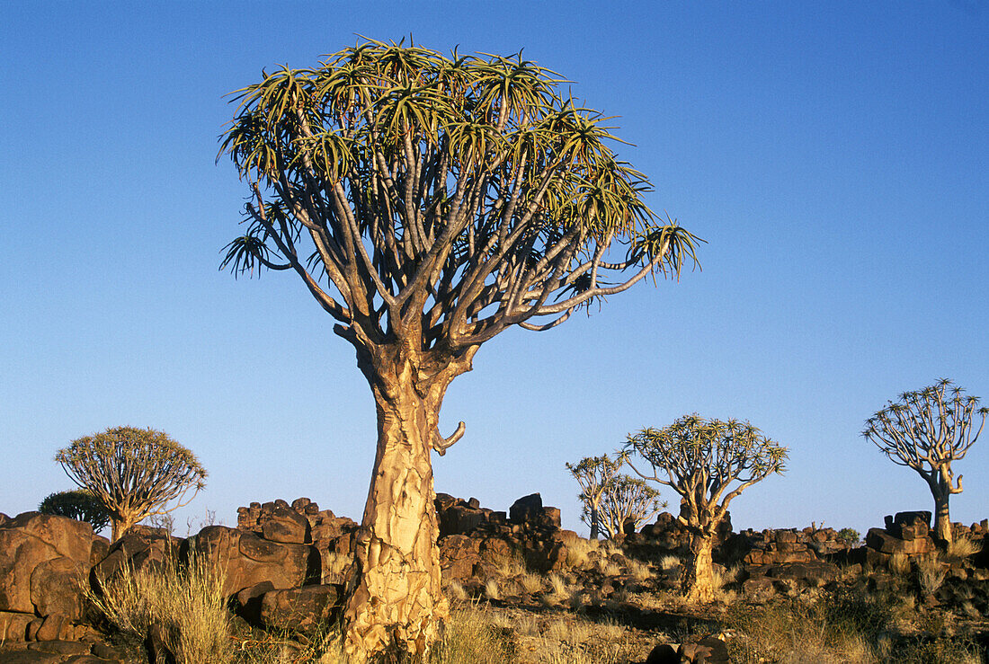 Kokerboom or quiver trees (Aloe dichotoma). Keetmanshoop, Namibia