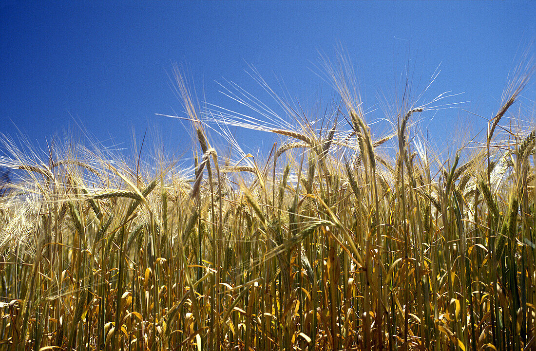 Wheat field