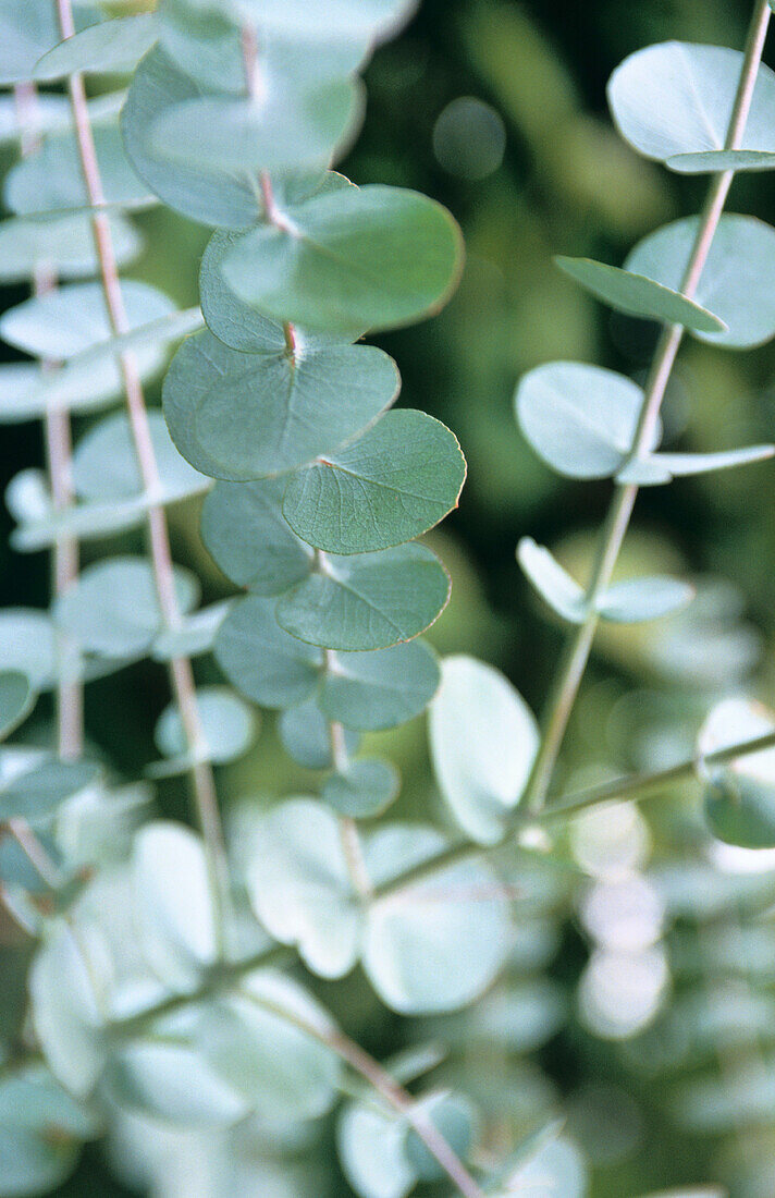 Eucalyptus stems.