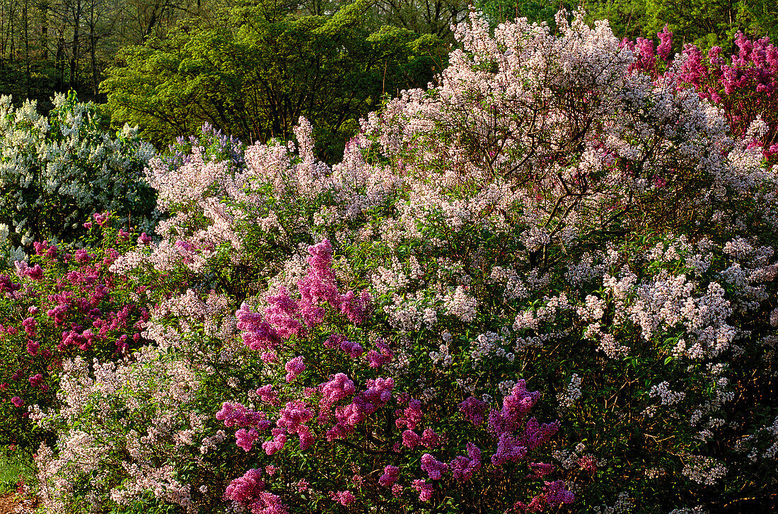 Various cultivars of Syringa