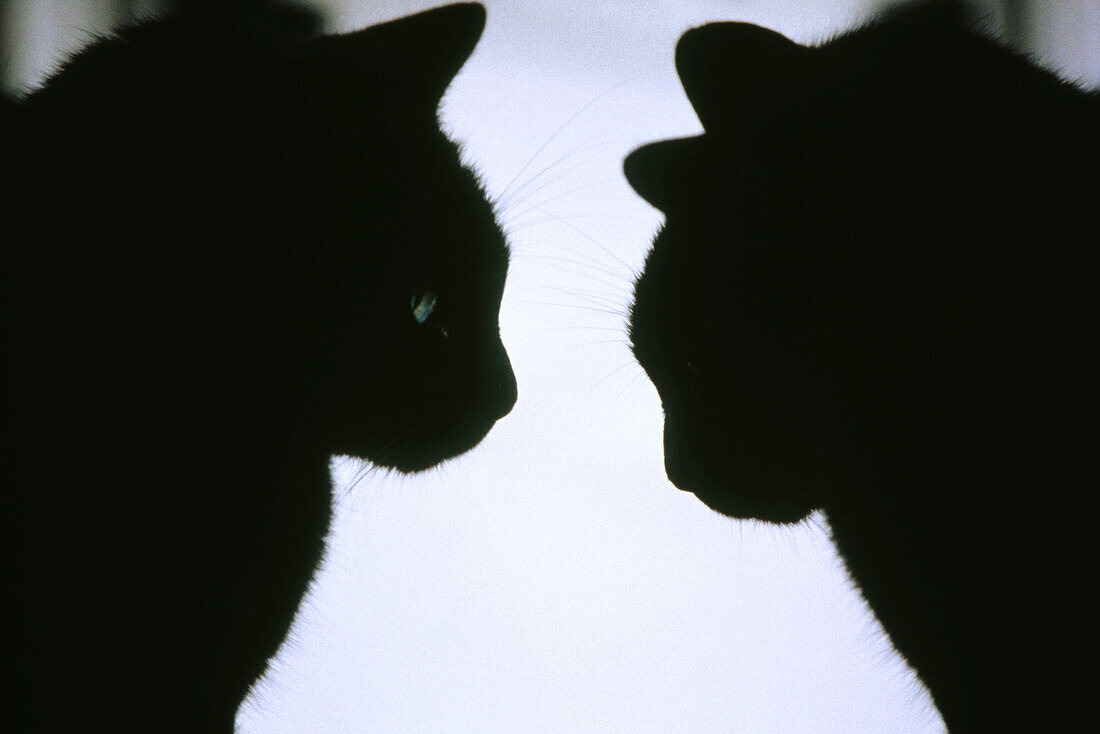 profile silhouette of 2 black cats looking at each other