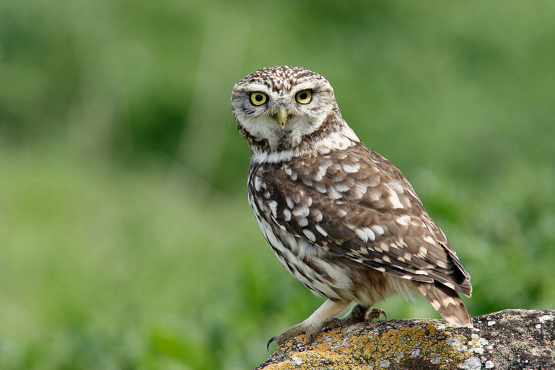 Little Owl (Athene noctua)