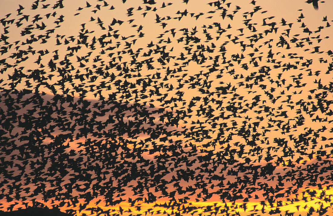 Starlings (Sturnnus vulgaris)