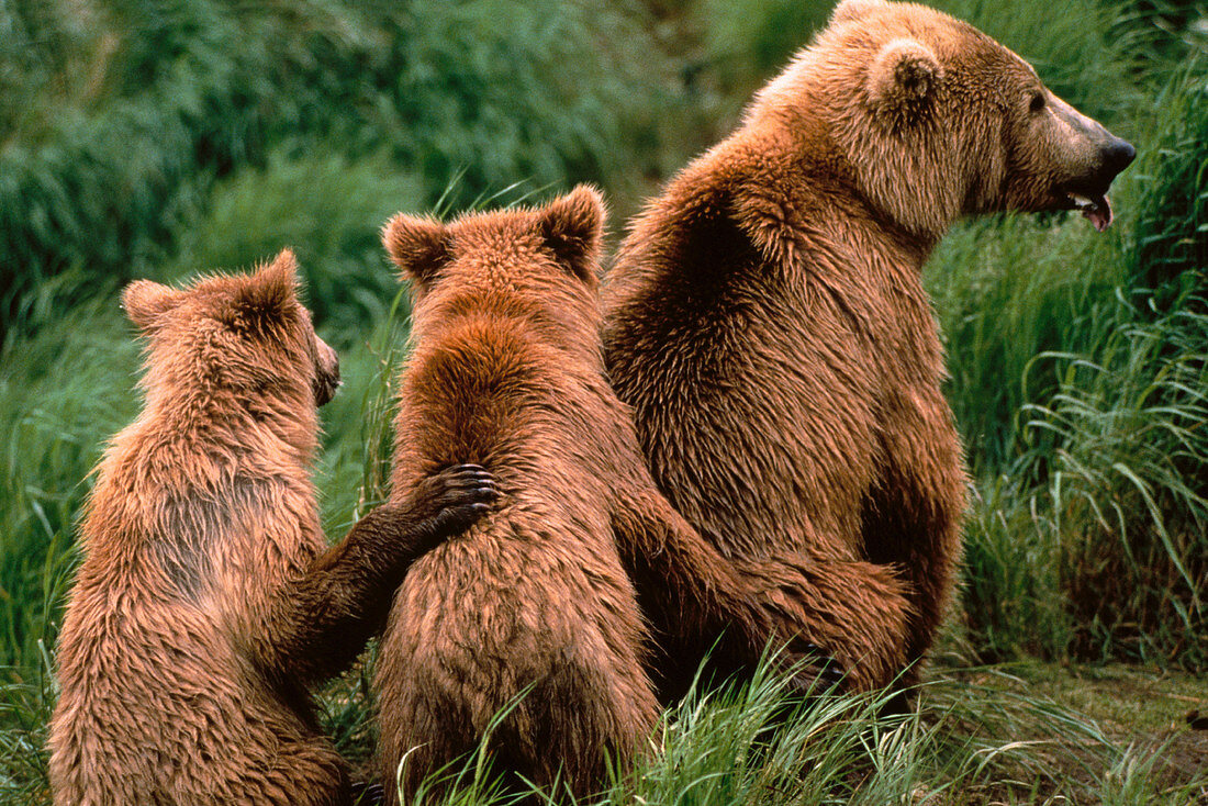 Female Grizzly Bear with cubs. Alaska. USA