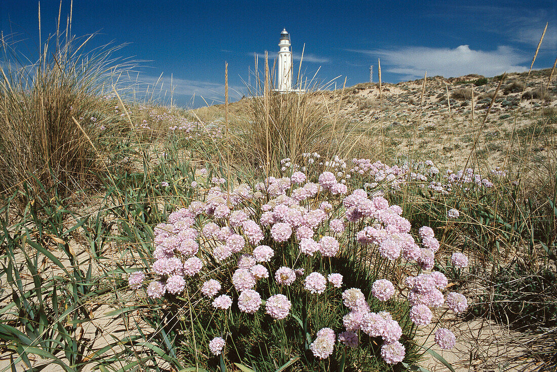Sea Thrift (Armeria maritima) and lighthouse in background. Trafalgar, Cádiz province. Spain