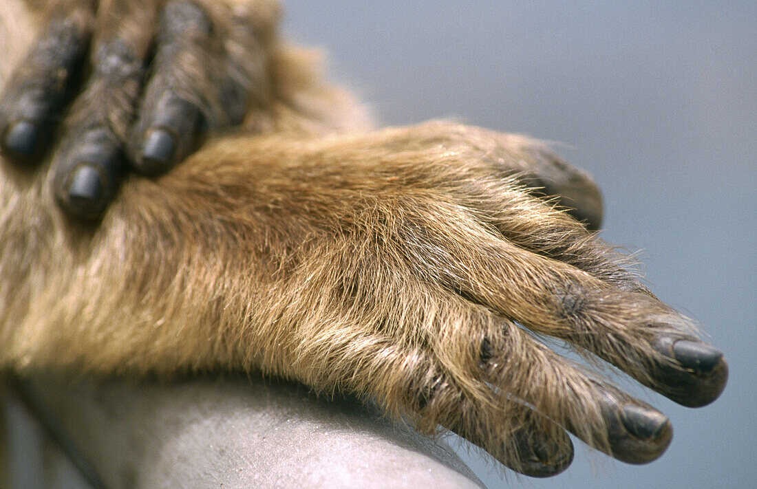 Barbary Macaque (Macaca sylvanus), hands
