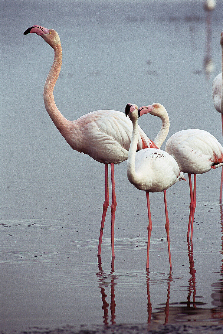 Greater Flamingos (Phoenicopterus ruber). Fuente de Piedra Lagoon. Málaga province. Spain