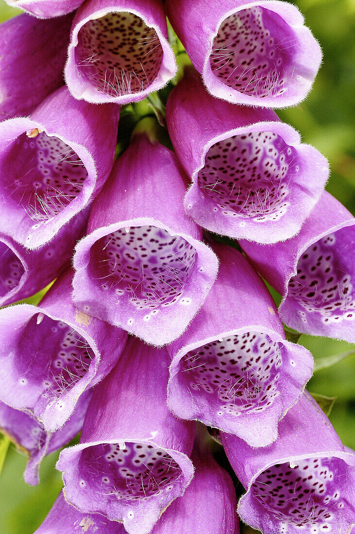 Foxglove (Digitalis purpurea), detail of flowers. England