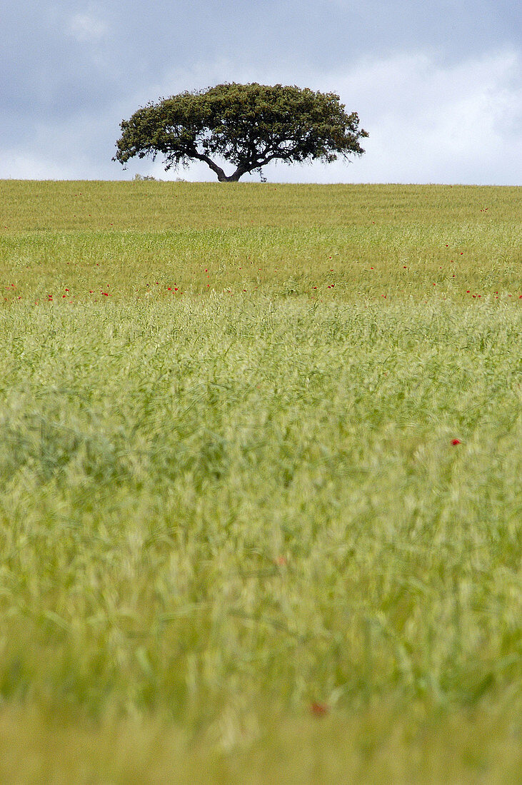 Holm Oak or Evergreen Oak (Quercus rotundifolia) in field. Fuente de Piedra. Málaga province, Spain
