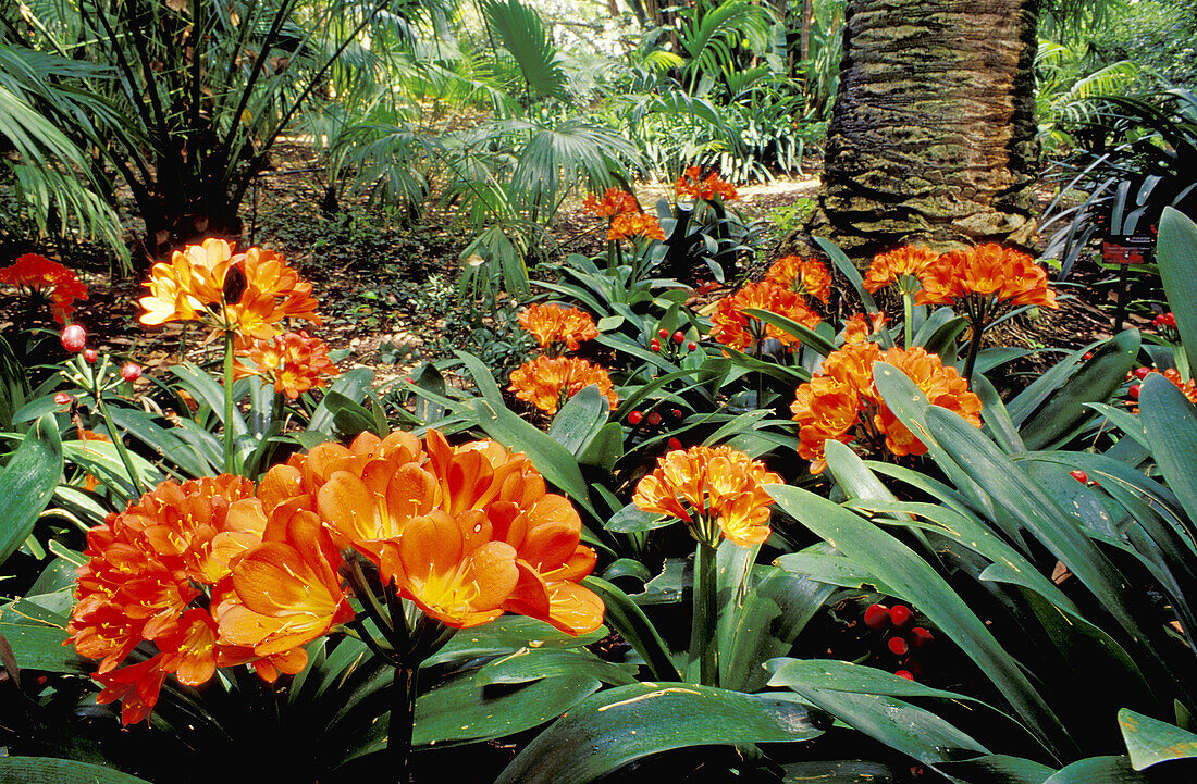 Greentip kaffir lily (Clivia nobilis). La Concepción Botanical Garden. Malaga province. Spain