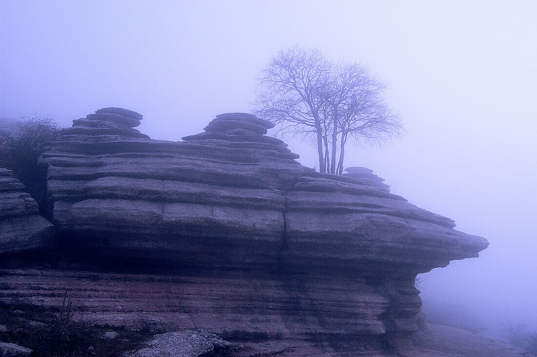 Tree growing on limestone rock formation in foggy morning. Torcal de Antequera Natural Park, Málaga province, Spain.
