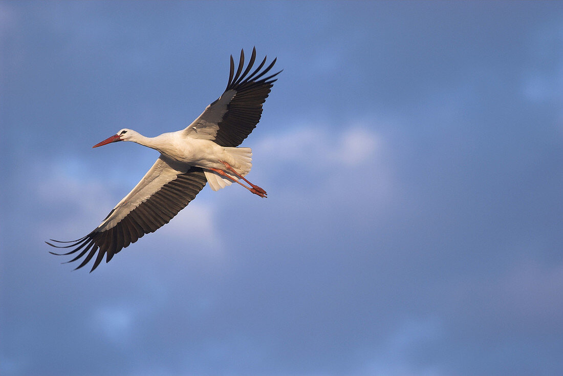 White Stork (Ciconia ciconia). Spain
