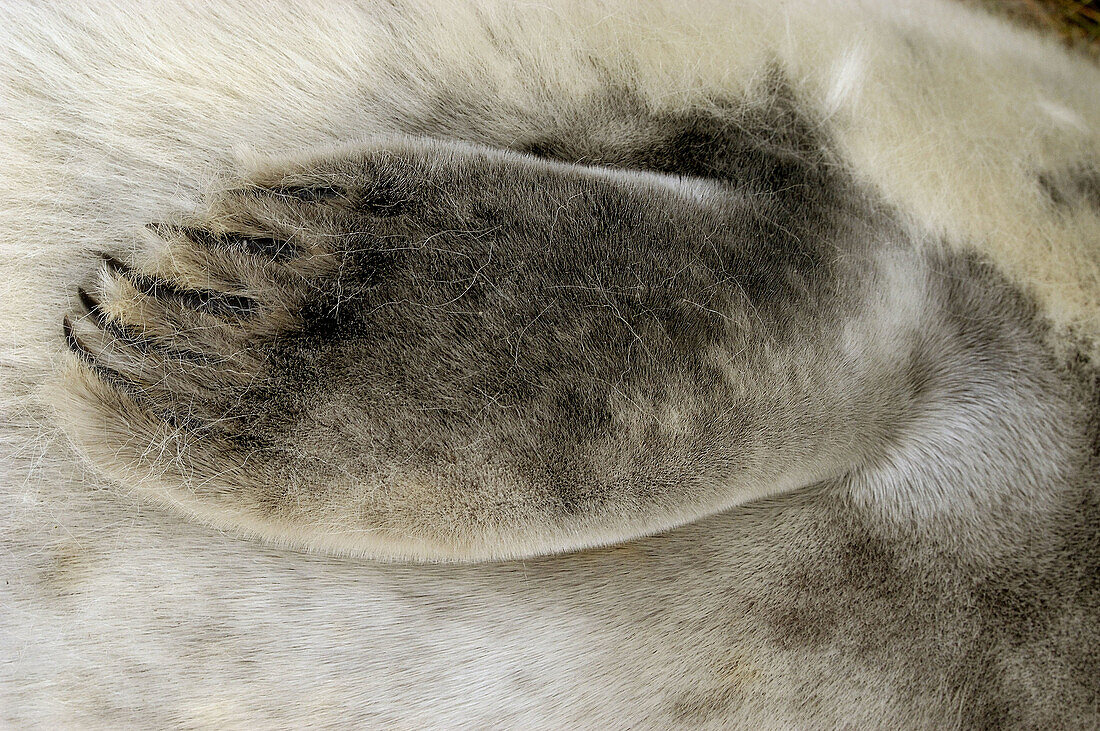 Grey Seal (Halichoerus grypus), pup s flip. Donna Nook National Nature Reserve, England. UK