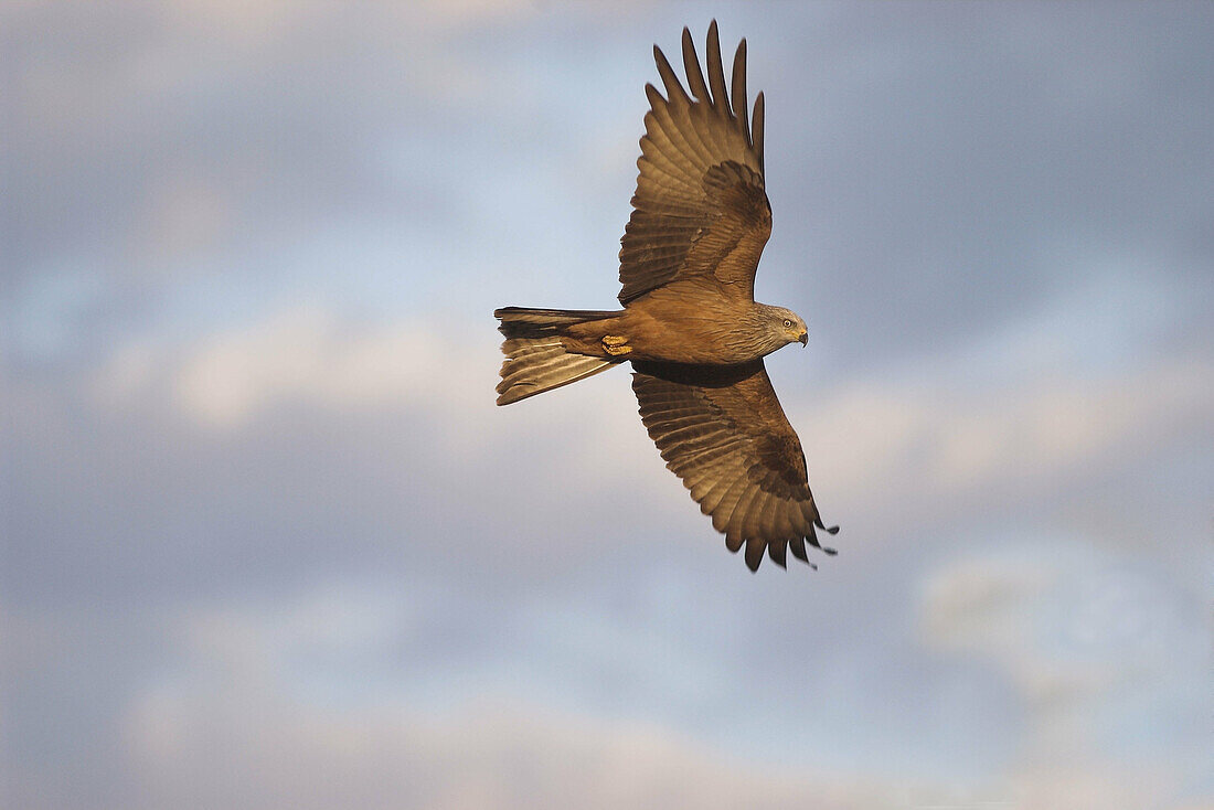 Black Kite (Milvus migrans) soaring. Spain