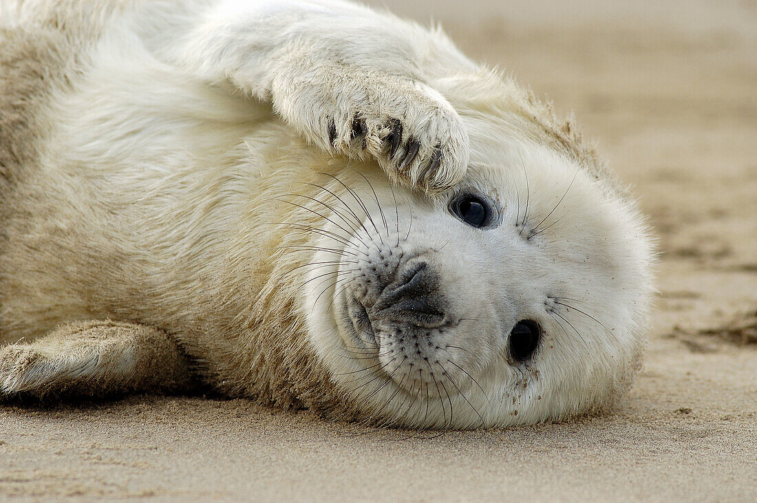 Grey Seal (Halichoerus grypus), pup lying on beach. U.K.