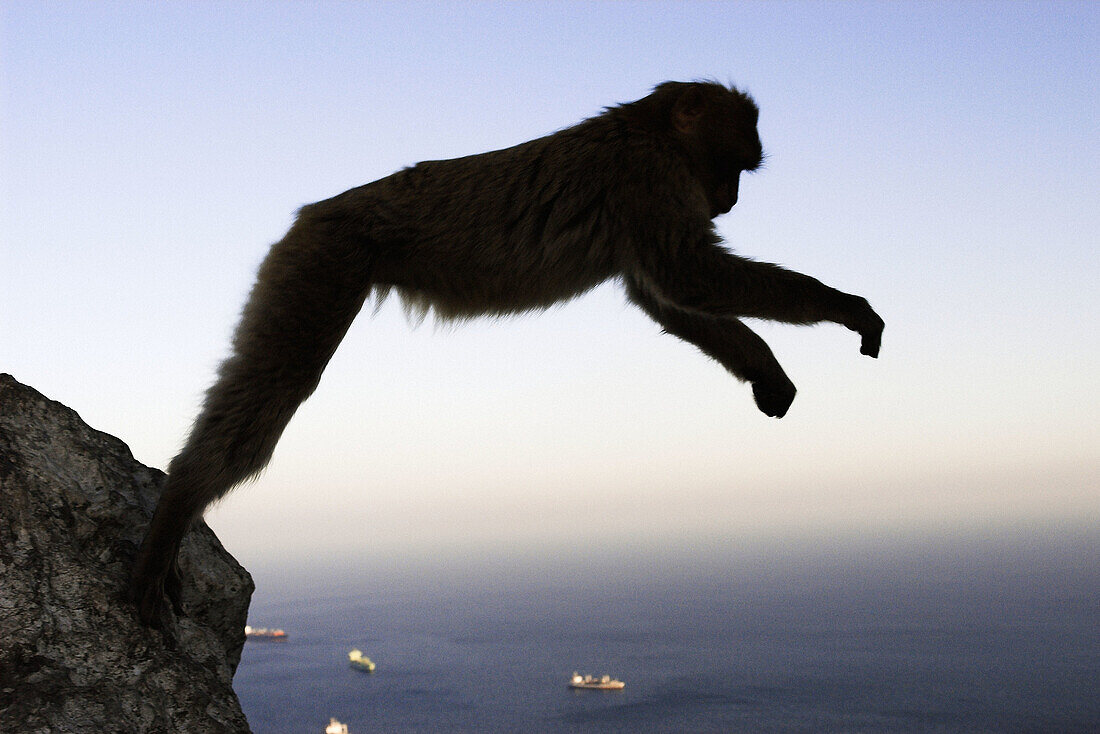 Barbary Macaque (Macaca sylvanus), jumping from rock. Gibraltar, UK