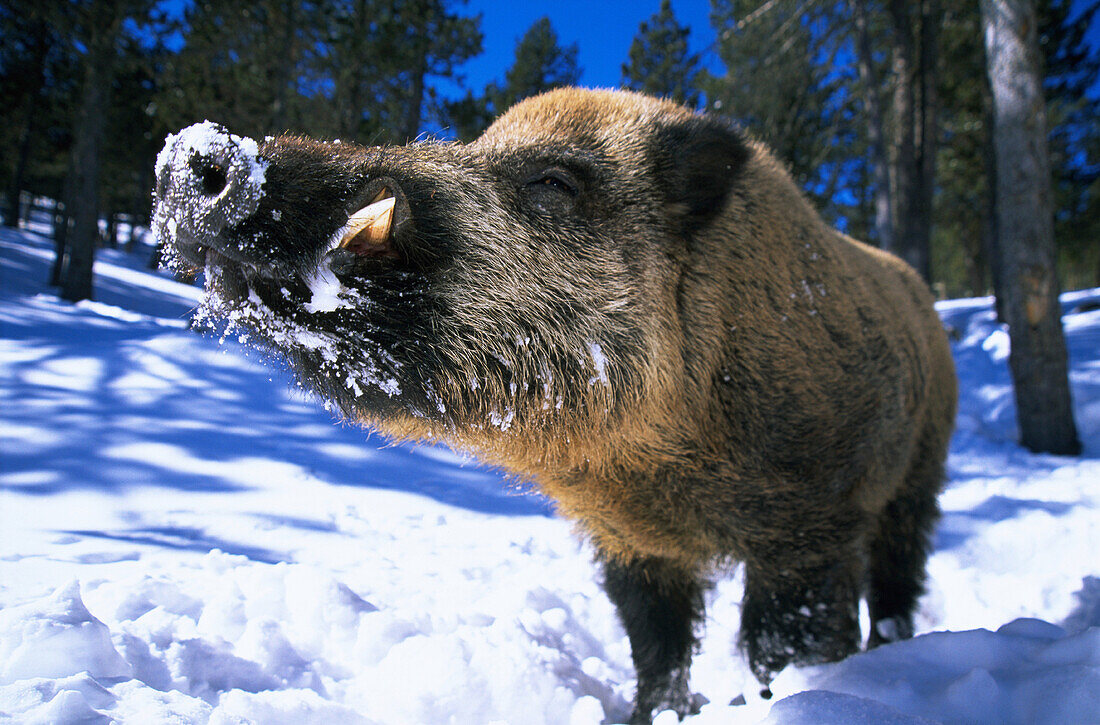 Wild Boar (Sus scrofa). France