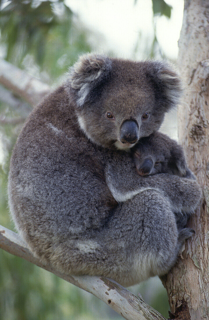 Koalas (Phascolarctos cinereus), mother and young. Australia