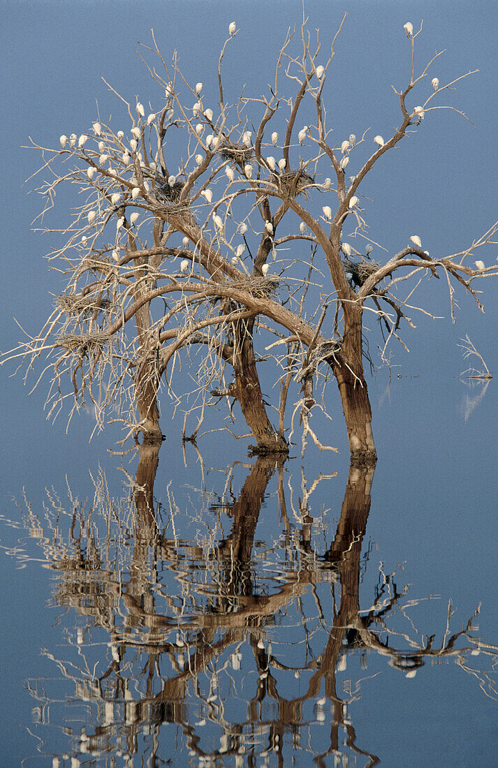 Cattle Egrets (Bubulcus ibis). California. USA