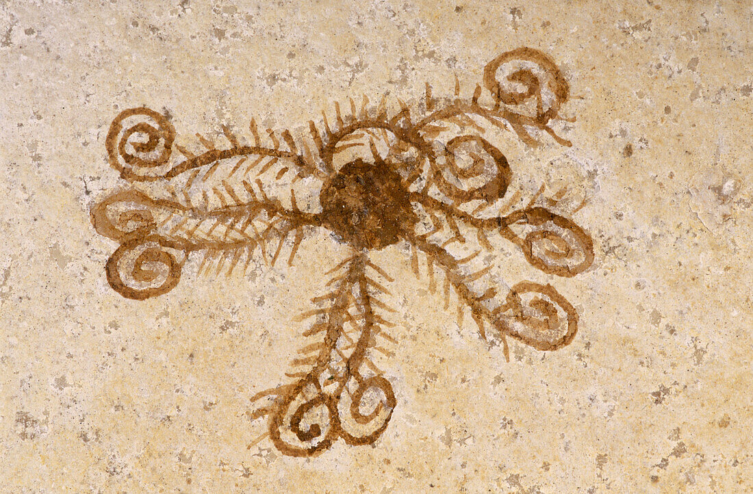 Fossil crinoid. Germany